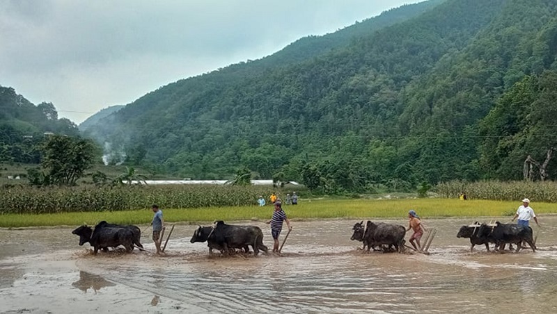 धान रोप्न खेत हिल्याइँदै